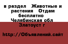  в раздел : Животные и растения » Отдам бесплатно . Челябинская обл.,Златоуст г.